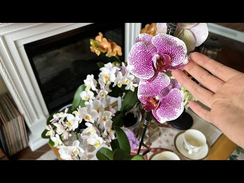 Видео: Как понять, что вашей орхидее ХОРОШО! 😇😌🌸