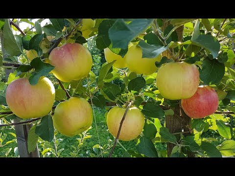 Видео: Яблоня Пирос