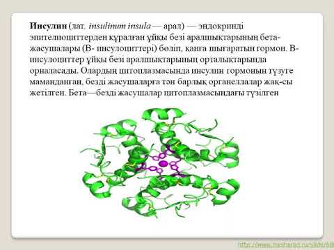 Видео: Инсулин мен эстроген мысалдарында гормондардың нысана жануарларға әсер ету механизмдері, 11 сынып, б