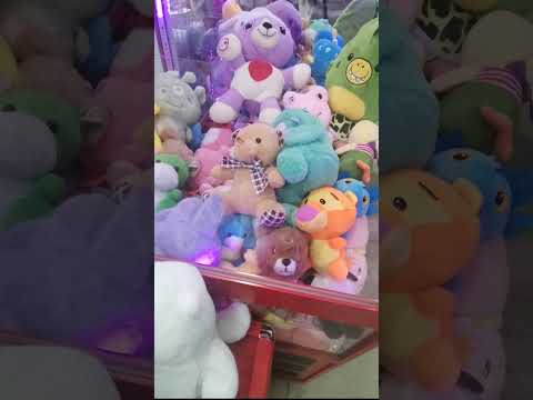 Видео: Нашли пару к серому котику