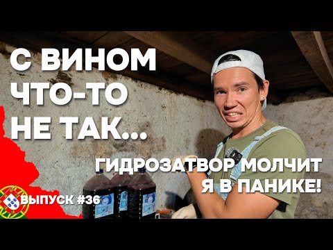Видео: Вино не забродило?! Срочно проверяю, всё ли с ним в порядке | Дом в Португалии. Выпуск 36