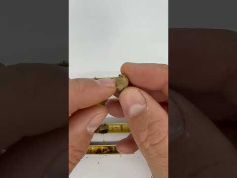 Видео: Виймання осмій з трубок, на що звертати увагу.