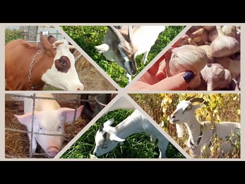 Видео: НОВОСТИ НА ХОЗЯЙСТВЕ/ ПОРА САДИТЬ ЧЕСНОК, ХОЧУ ХОРОШИЙ УРОЖАЙ)))