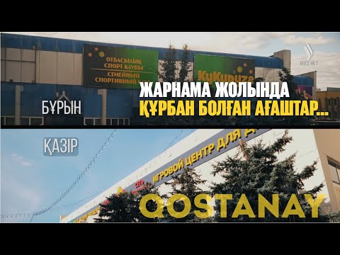 Видео: Жарнаманың жолында құрбан болған қайран ағаштар… | «Таза қала» тележобасы Қостанайда