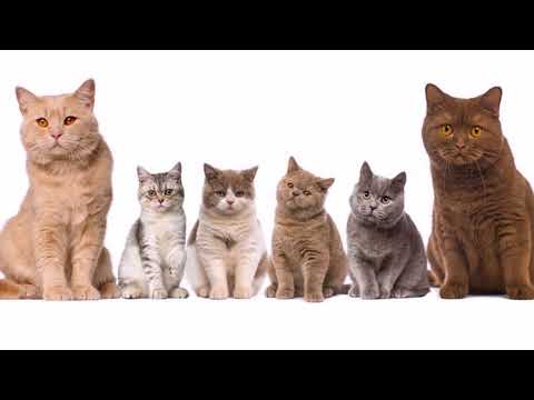 Видео: ТОП 10 умных пород кошек  Самое интересное видео о кошках