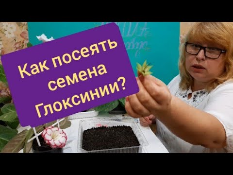 Видео: Глоксиния. Всё начинается с посева семян.