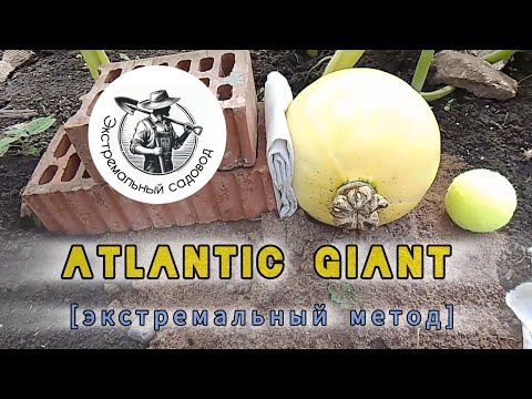 Видео: 🤔 23. Что делать с тыквой!? Тыква Атлантический Гигант [Atlantic Giant] 2024 г.