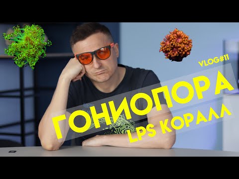 Видео: гониопора | vlog#11 | лпс кораллы | гониопора лпс коралл | lps коралл | морской аквариум
