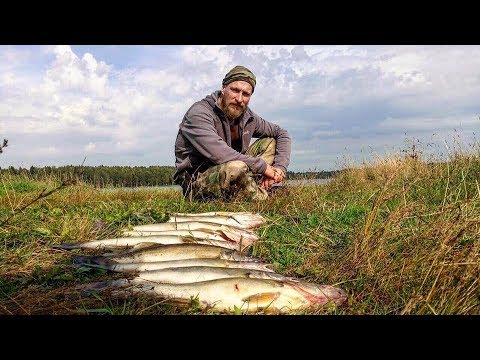 Видео: Осенняя Рыбалка. Ловля Судака на Джиг. Отличный Клёв. Достойный Улов!!!