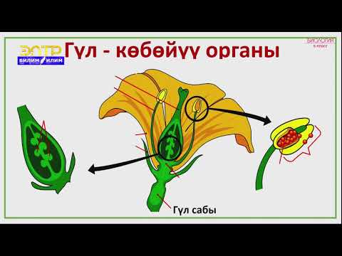 Видео: 6-класс | Биология  | Өсүмдүктөрдүн көбөйүшү. Гүл-көбөйүү органы. Чаңдашуу жана анын түрлөрү