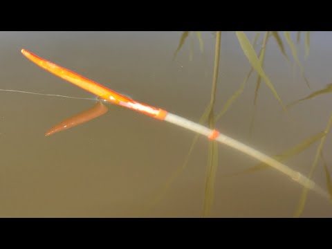 Видео: Крупный КАРАСЬ и СОМ на ПОПЛАВОК и ДОНКИ!!! Рыбалка весной на обычные снасти