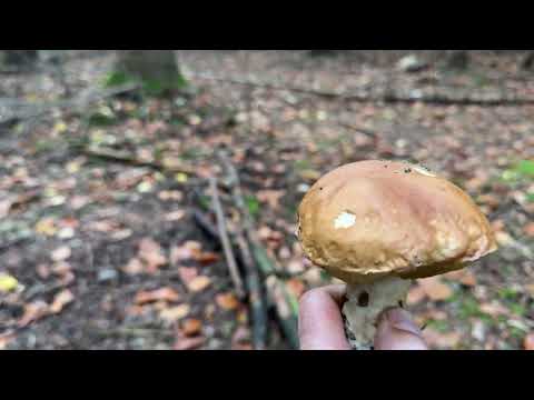 Видео: Самбірщина,30.10 повні кошики грибів!