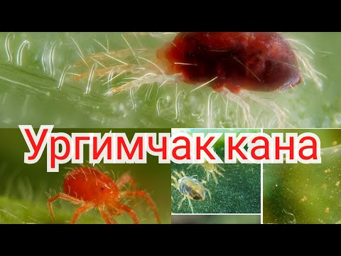 Видео: 39.  УРГИМЧАК КАНАГА КАРШИ КУРАШ