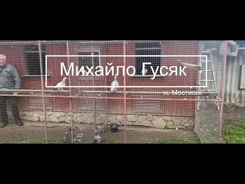 Видео: Михайло Гусяк