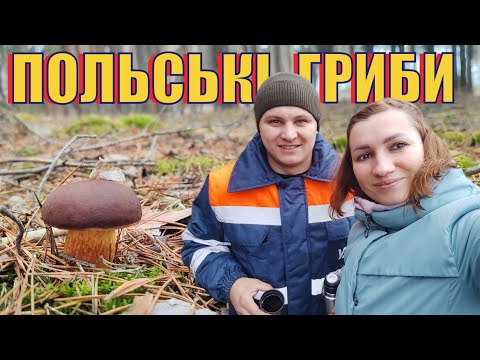 Видео: Подорож до лісу | Червиві польські гриби