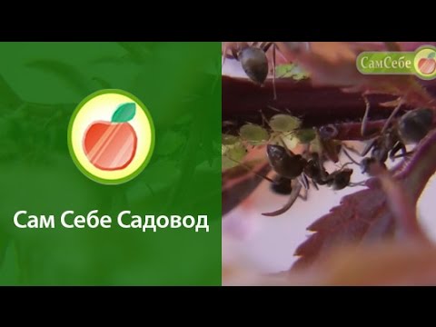 Видео: Как бороться с муравьями, как избавиться от муравьев - а надо ли?