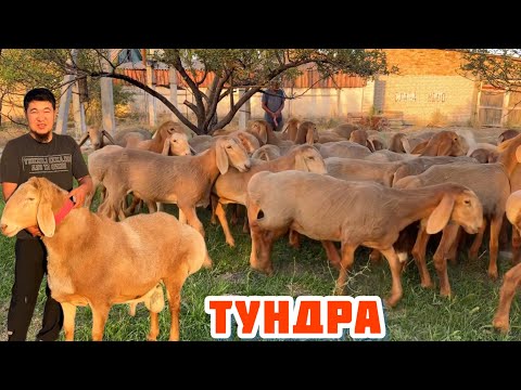 Видео: Атактуу ТУНДРАнын бул жылкы КОЗУлары🖐🏻 Сандан сапатка. Тундра мыкты козу бериптир👍🏻👍🏻🔥🔥