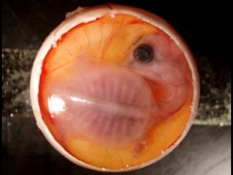 Видео: Беременность красноухих черепах и откладка яиц в аквариуме!