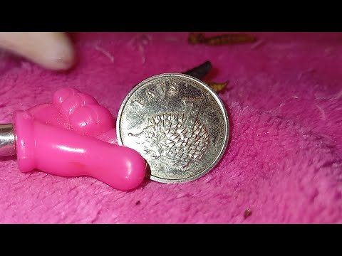 Видео: 🦔🧐Ёжик нумизмат. Ч 6. Hedgehog is numismatics P.6. #ezhikafro #hedgehog #animals #ёжик #funnyvideo 