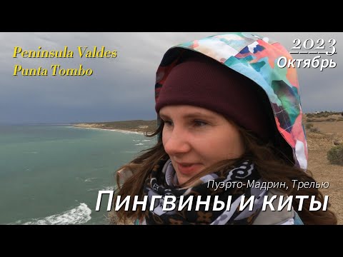 Видео: Где в Аргентине найти пингвинов?