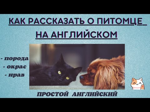 Видео: КАК РАССКАЗАТЬ О ПИТОМЦЕ. ПРОСТОЙ АНГЛИЙСКИЙ