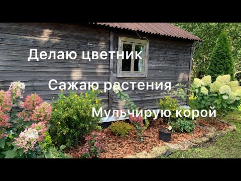 Видео: ДЕЛАЮ ЦВЕТНИК И МУЛЬЧИРУЮ КОРОЙ. Высаживаю лапчатку, стефанандру и гортензию.