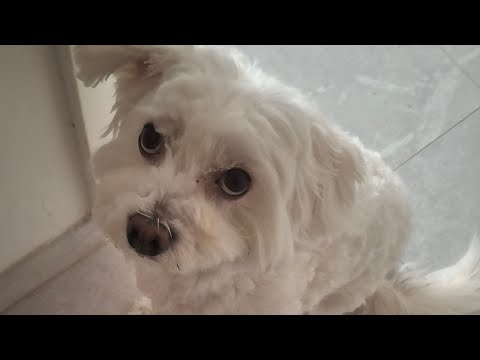 Видео: Выпрямитель Remington Keratin, стрижем Джери😉