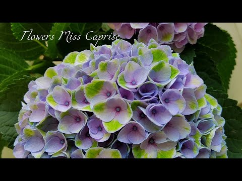 Видео: Гортензия крупнолистная Мэджикал Аметист (Magical Amethyst)