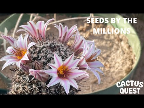 Видео: Волшебство кактусов и искусство производства семян