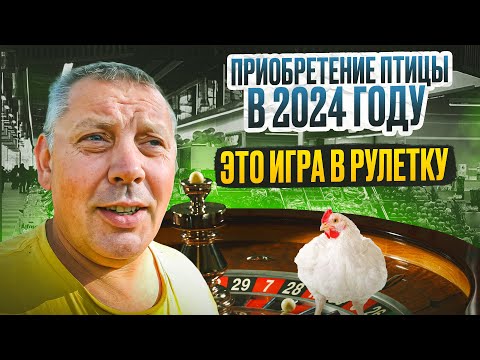 Видео: Как меня кинули с покупкой ГУСЕЙ!? Мой птичник: гуси, утки, бройлеры, несушки. "Мое Подворье" 🐓🦆🐥🍗🐓🏠