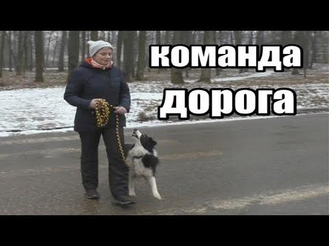Видео: Как научить собаку не выбегать на дорогу. Дрессировка собак. Команда "Дорога"