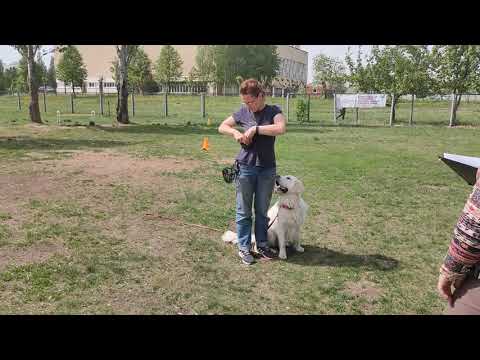 Видео: Кошельникова Юлия и зол.ретривер Гранд. Испытания УГС. Часть "Площадка"