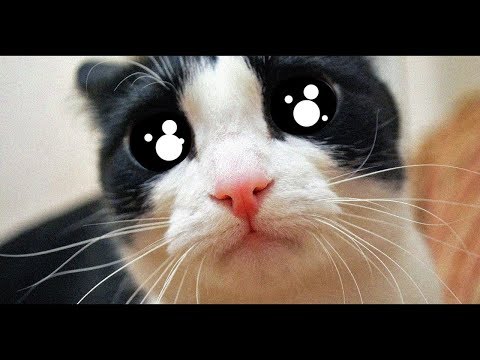 Видео: ДАНТЕКРИС ПРЕВРАЩАЕТСЯ В КОТА! | Catlateral Damage