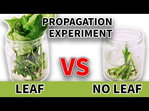 Видео: Размножение безлистными узлами против узлов с листьями (ДОЛГОСРОЧНЫЕ РЕЗУЛЬТАТЫ)