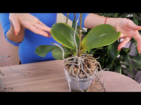 Видео: Это УБЬЁТ ваши орхидеи... или НЕТ?! ЯРЧАЙШИЕ примеры на МОИХ орхидеях.