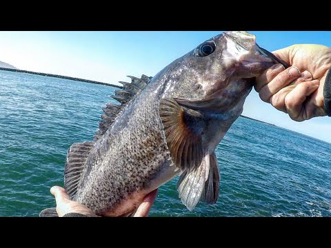 Видео: Моя идеальная оснастка для ловли каменной рыбы {BIG} RockFish Jetty Fishing ~ Рыбалка на побережь...