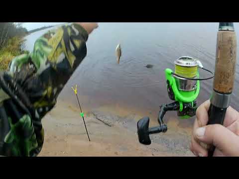 Видео: Луга 30 31 октября