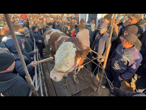 Видео: ГИГАНТ БУКА 100 МИЛЛИОН СЎМ 🦬 УРГАНЧ МОЛ БОЗОРИ 9-НОЯБР ЯНГИ НАРХЛАР !!! ХОРАЗМ БОЗОР
