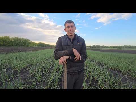 Видео: Часник у травні: що робити з бур’янами, гниллю та мухою? Поради + огляд ділянки