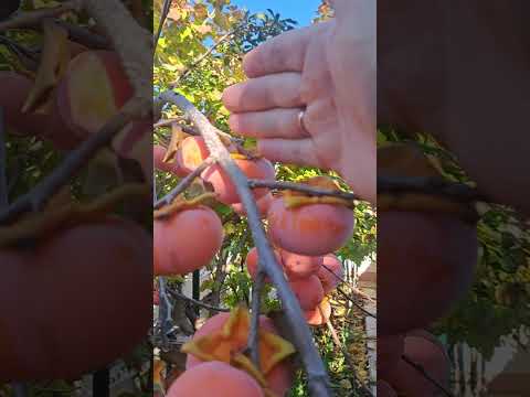 Видео: Дар Софиевки во всей красе, пришло время сбора урожая! г. Николаев.