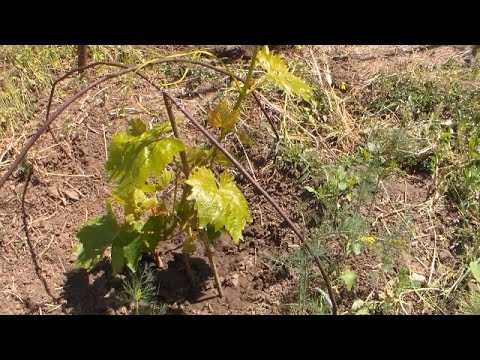 Видео: Развитие осенней прививки