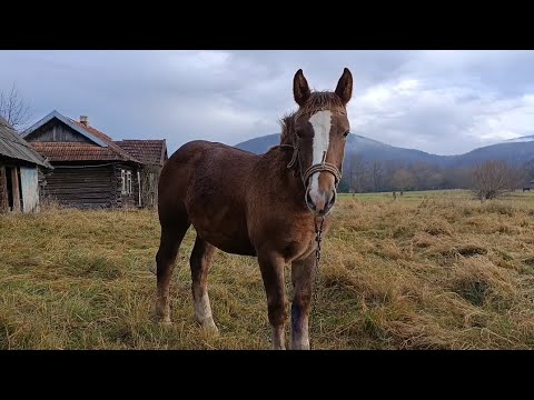 Видео: 🍒 КРАСУНЯ💥ДОЧКА ХАРІ (Н, Березів) МОЖЛИВА ПРОДАЖА 💵☎️🎯