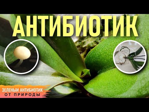 Видео: ❗️ПРИРОДНЫЙ АНТИБИОТИК ДЛЯ ОРХИДЕЙ: ЗЕЛЕНЫЙ ИЛИ БЕЛЫЙ? НИЗШИЕ И ВЫСШИЕ ГРИБЫ! КАКИЕ МОГУТ НАВРЕДИТЬ?