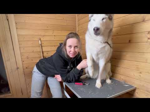 Видео: Как постричь когти собаке