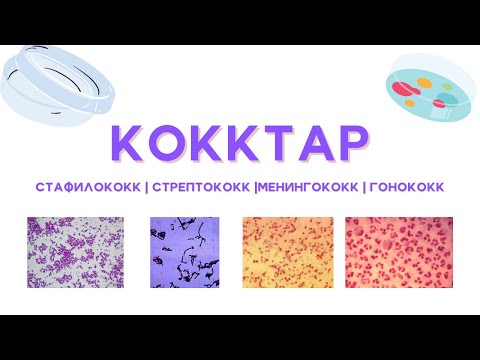 Видео: Кокктар - жіктелуі, түрлері. Стафилококк, стрептококк, менингококк, гонококктар