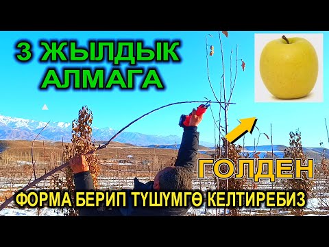 Видео: АЛМАГА ТУУРА ФОРМА БЕРИП ТҮШҮМГӨ КИРГИЗЕБИЗ / ГОЛДЕН СОРТУ