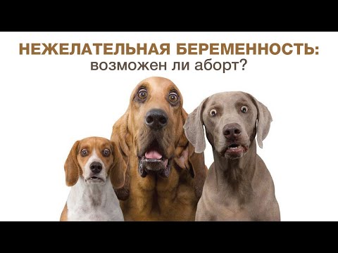 Видео: Нежелательная беременность у собак (случайные вязки): возможен ли аборт?