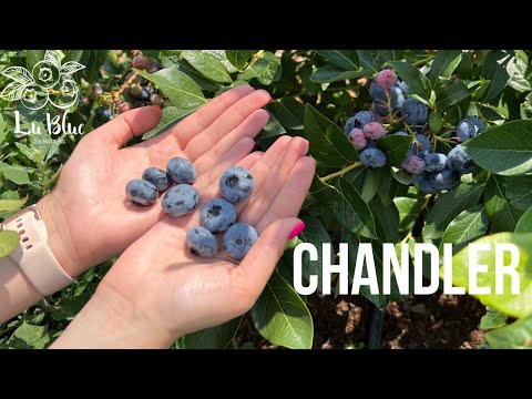 Видео: Голубика, сорт Чандлер. Chandler blueberry.