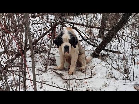 Видео: Привязанный к дереву пёс уже съел всю кору, пытаясь выжить, пока его не увидела она