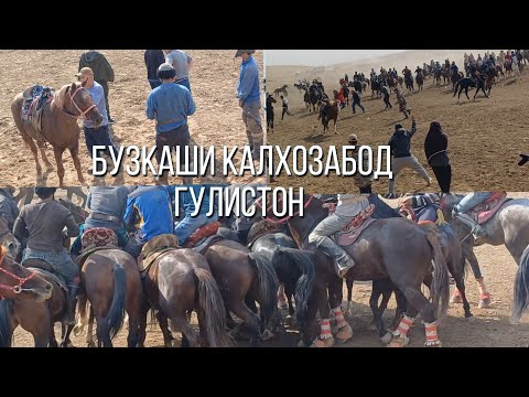 Видео: Бузкаши Калхозабод Гулистон 